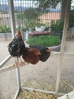 Readers show their chickens